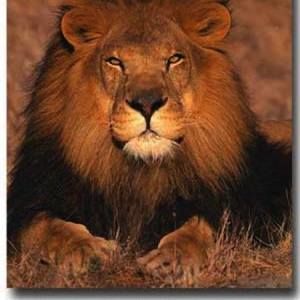 Meet your Posher, Young